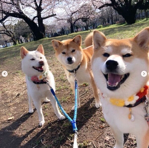 お散歩を楽しむポポちゃん、リブくん、ラムちゃん