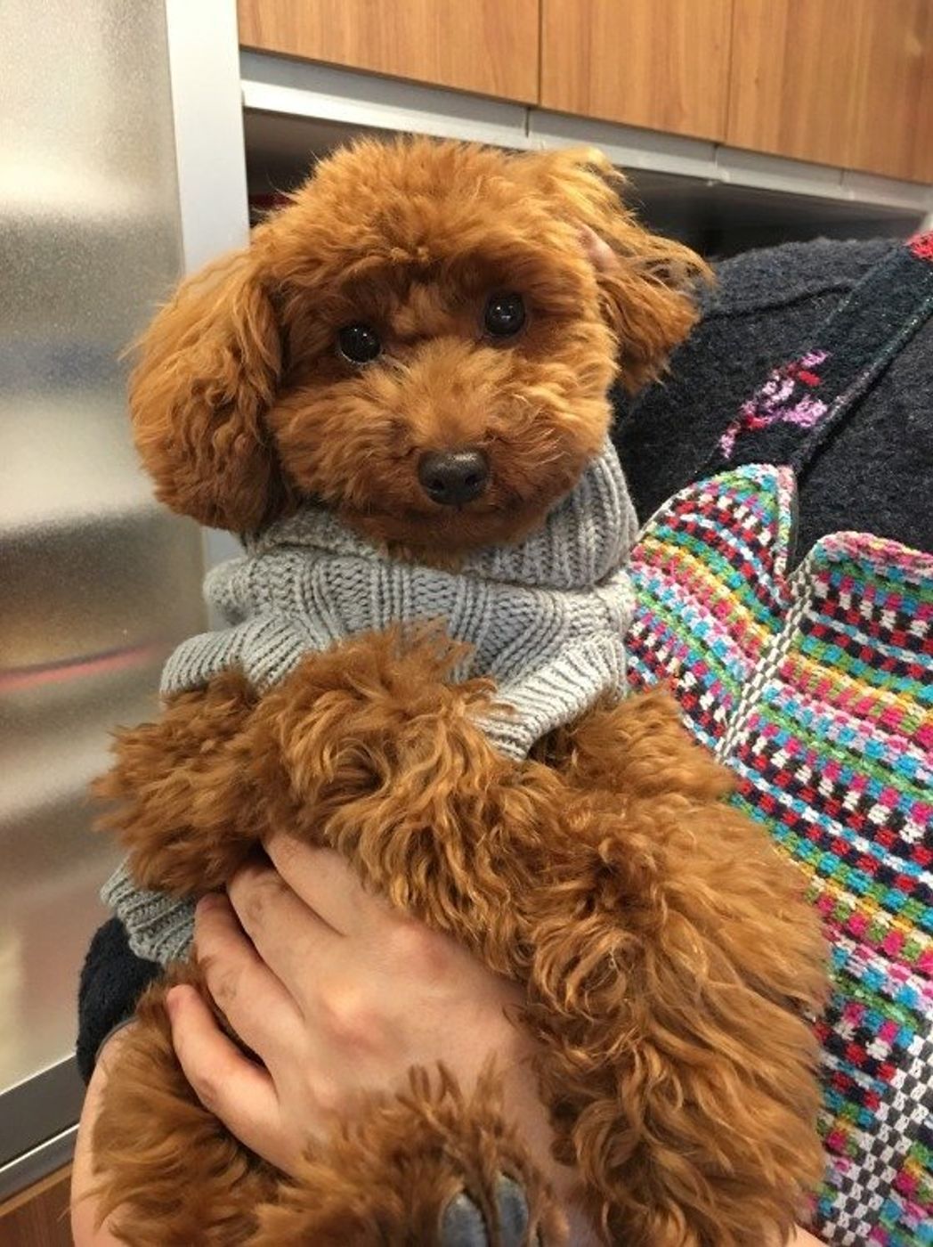 大好きな人のことは一生忘れないよ 犬の5つの 好きサイン いぬのきもちweb Magazine 大好きな人のことは一生忘れないよ 犬の5つの 好きサイン いぬのきもちweb Magazine