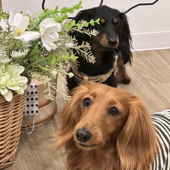 犬のレプトスピラ症の予防と対策 感染の原因や注意点を獣医師に聞いた カニーヘン・ダックスフンド いぬのきもち