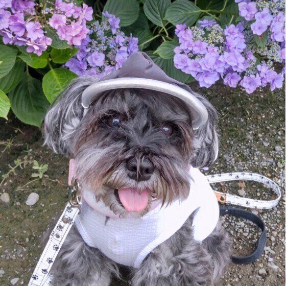 梅雨の頃に多くみられる犬の病気3つ いぬのきもち