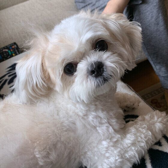 動物病院で行う「犬の細胞診検査」って何をする検査? いぬのきもち