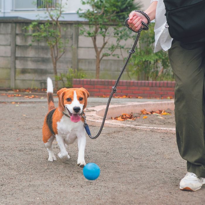 犬は何年たっても楽しい記憶は覚えている