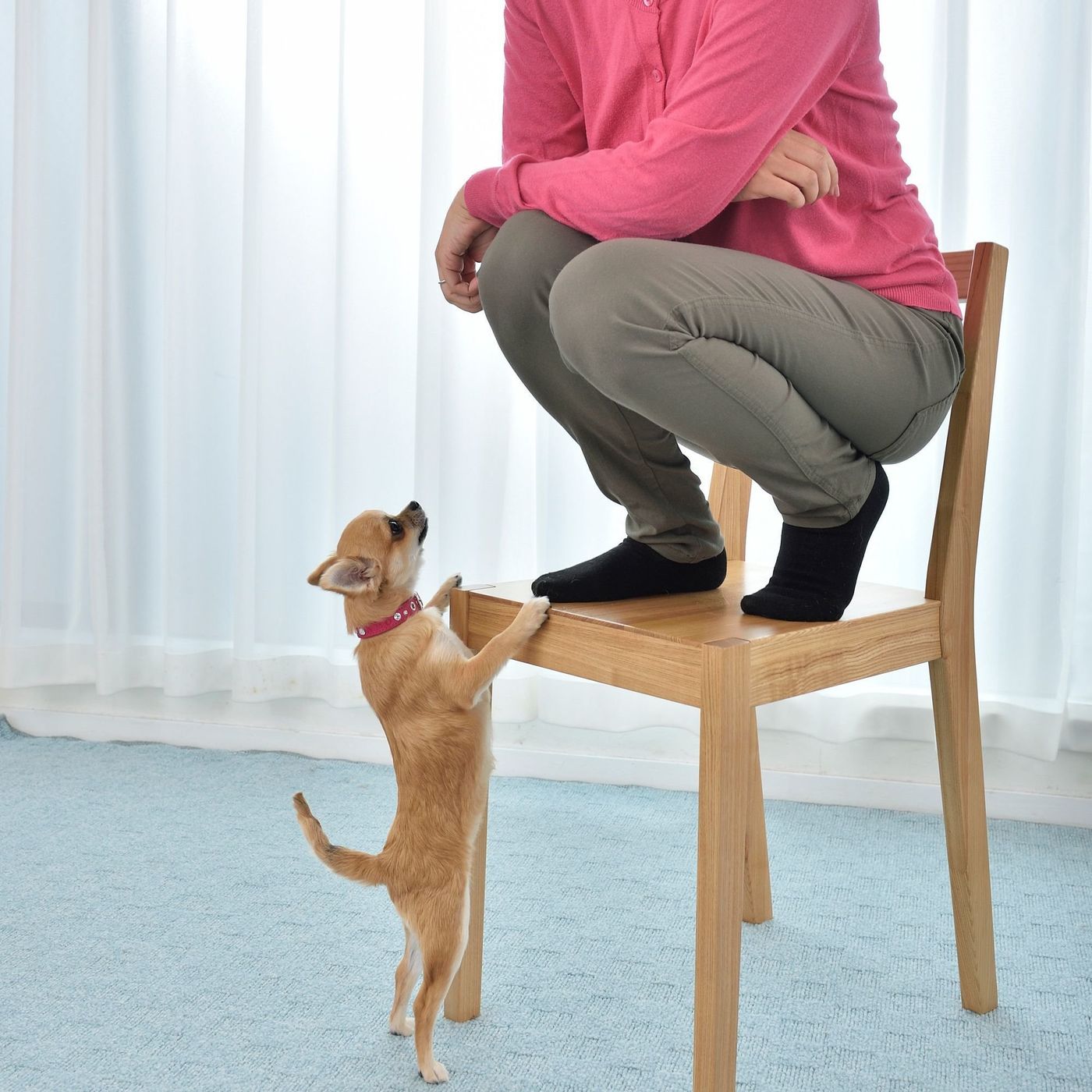 犬に噛まれたとき 絶対にやってはいけない3つのこと いぬのきもちweb Magazine 犬に噛まれたとき 絶対にやってはいけない3つのこと いぬのきもちweb Magazine