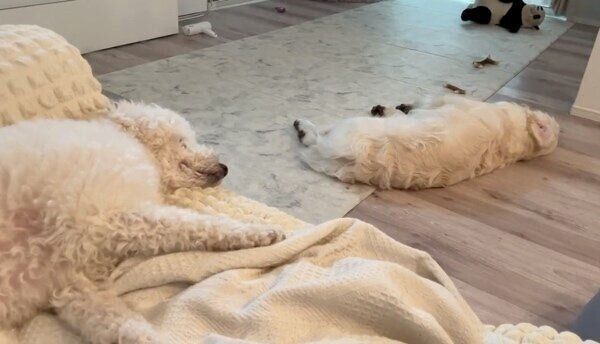 飼い主さんの呼びかけを「ガン無視」するむうくん、めるくん