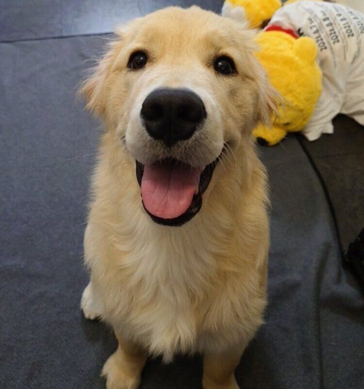 ニコニコの笑顔を浮かべるくれあちゃん