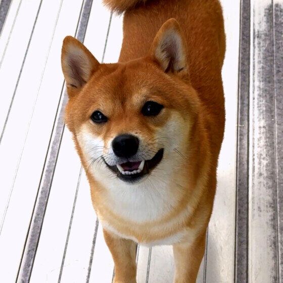 ニコニコの表情のワンちゃん