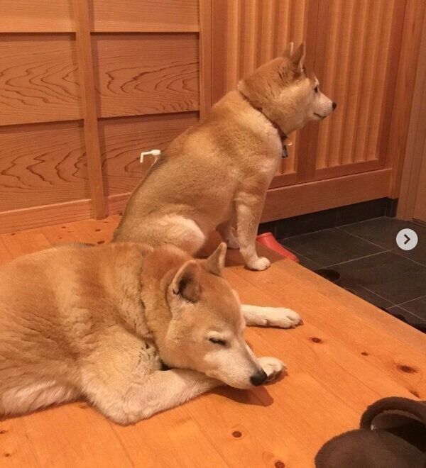 お父さんの帰宅を待つ蘭丸くんと茶々ちゃん