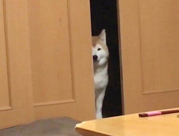 「柴距離」を発動するロペさん