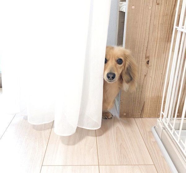 カーテンの陰から顔を覗かせるうにちゃん