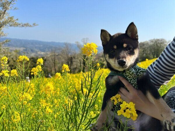 お出かけを楽しむごまちゃん
