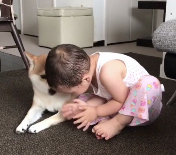 お誕生日をお祝いされる柴犬