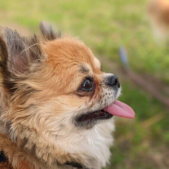 チワワのそらちゃん