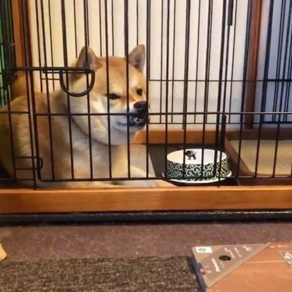 仕事に出る飼い主さんにまさかの反応をする柴犬