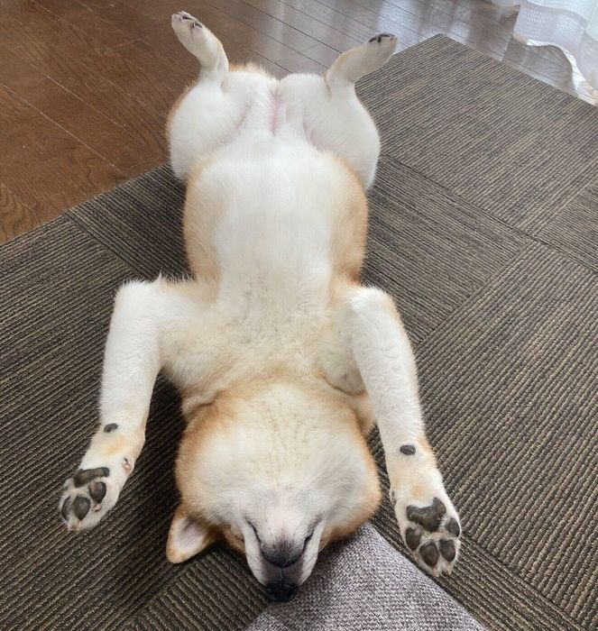 ヘソ天するみかんちゃん