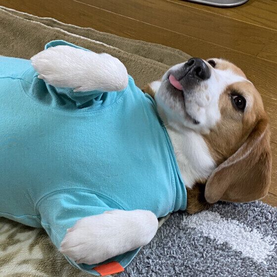 ビーグルのベルちゃん