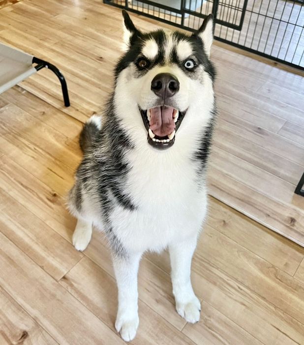 1才になったヒースくん