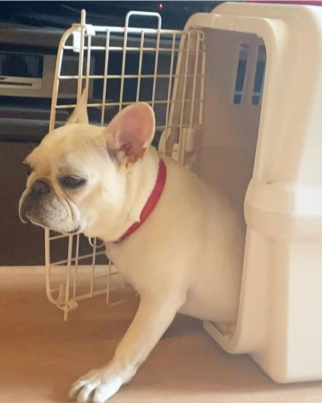 寝グセやあくび 寝起き犬 の可愛い姿をチェック いぬのきもちweb Magazine 寝グセやあくび 寝起き犬 の可愛い姿をチェック いぬのきもちweb Magazine