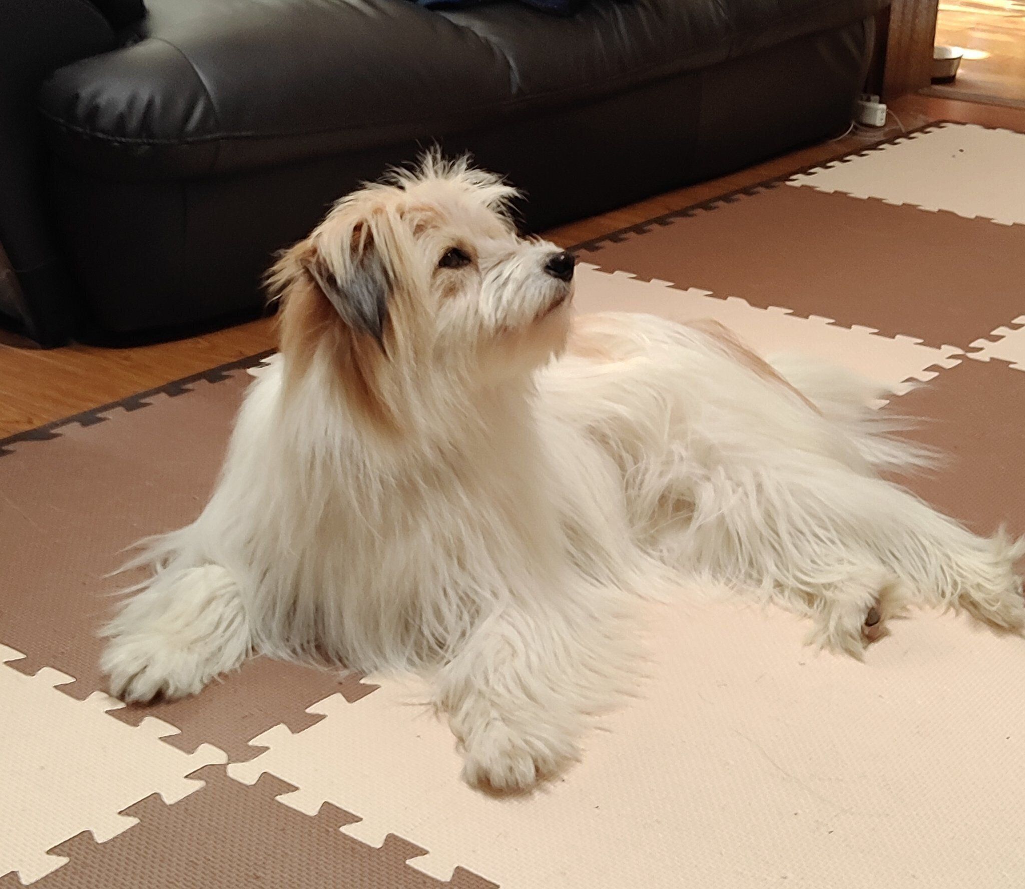 だいぶ毛が長くなったアルナちゃん