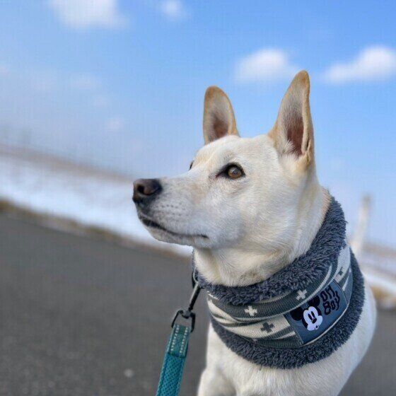 中型犬のココちゃん