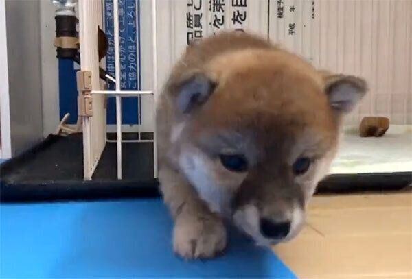 ブリーダーさんのもとにいた頃のマヤちゃん