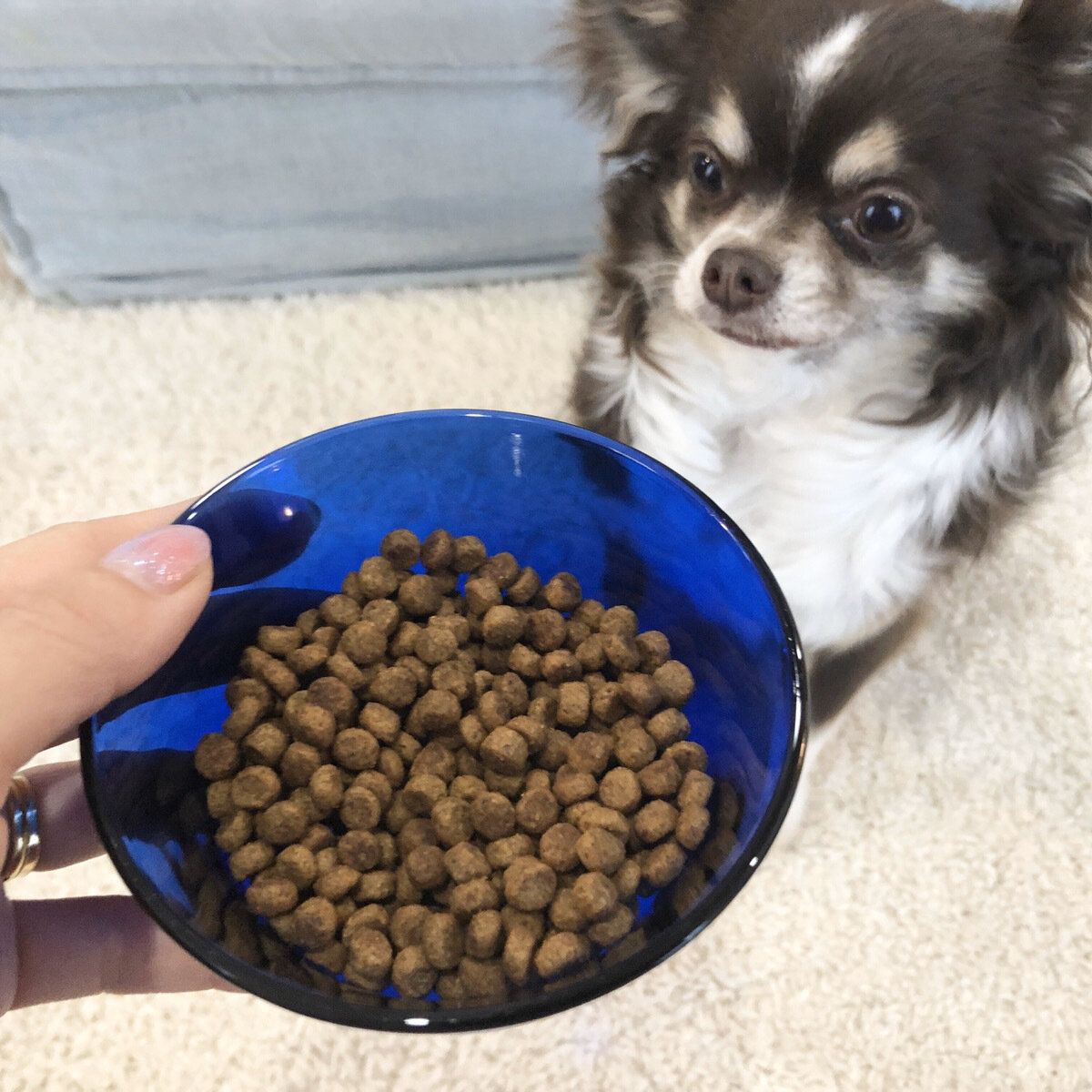 獣医師監修 安全なドッグフードとは 無添加がいいってホント おすすめランキング10選 いぬのきもちweb Magazine