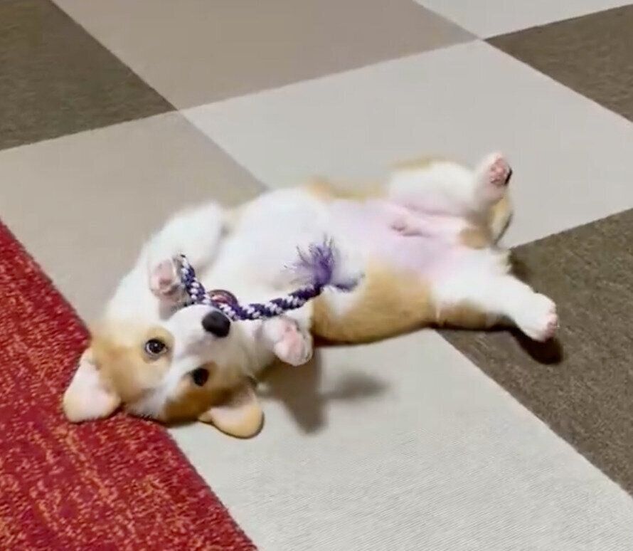 先代犬のおもちゃで遊ぶらいむくん