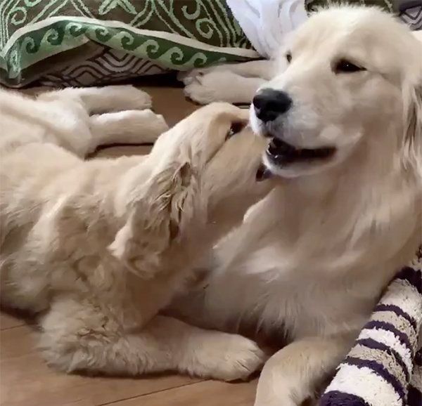 じゃれ合うゴールデン・レトリーバー