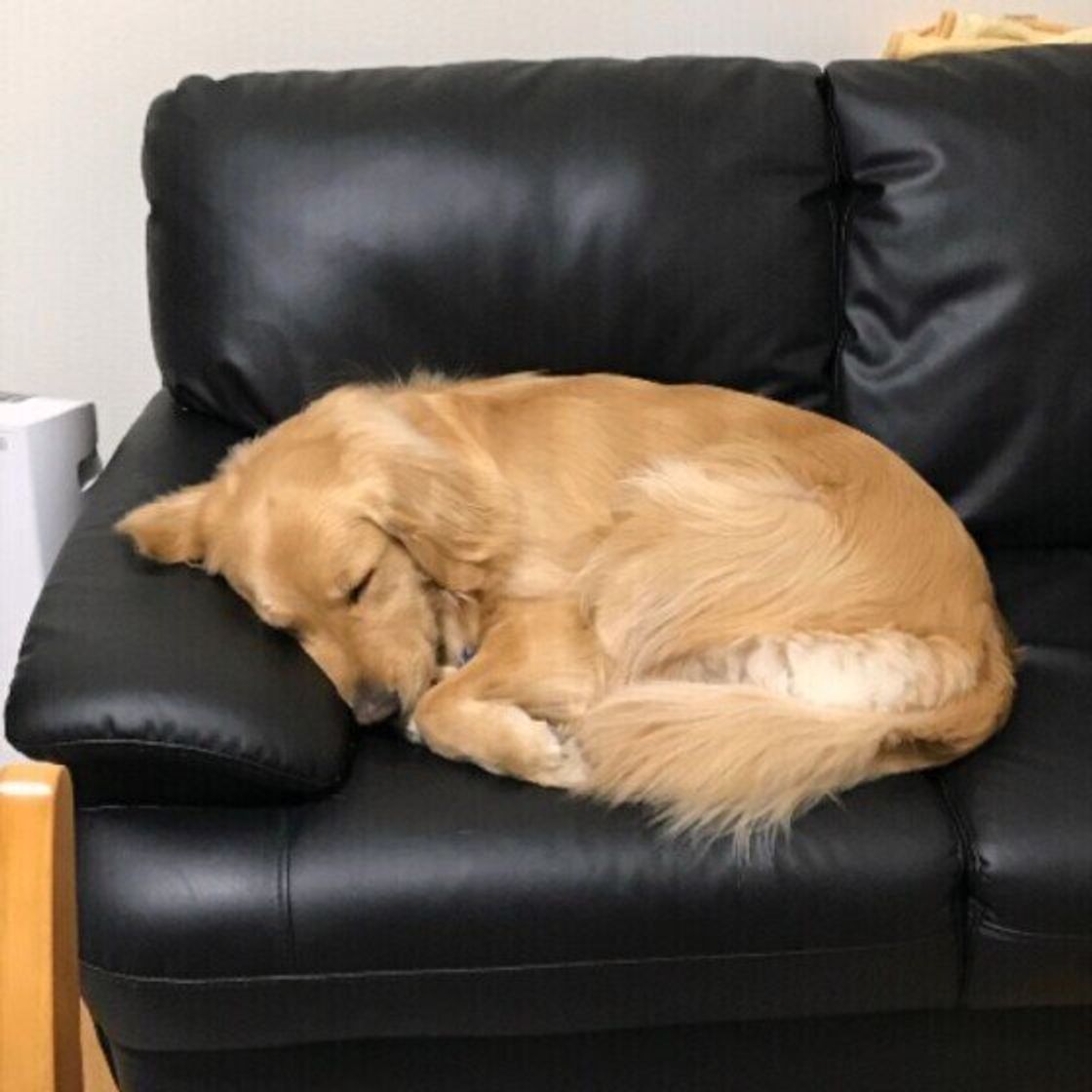 犬がミジンコのように丸くなる 犬の不思議な格好 ミジンコ寝 とは いぬのきもちweb Magazine 犬がミジンコのように丸くなる 犬の不思議な格好 ミジンコ寝 とは いぬのきもちweb Magazine