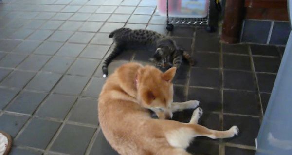 柴犬と猫