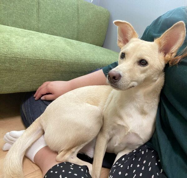 飼い主さんにくっつくみらいくん