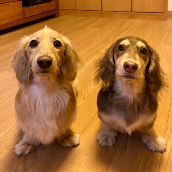 マッテをするミニチュア・ダックスフンド