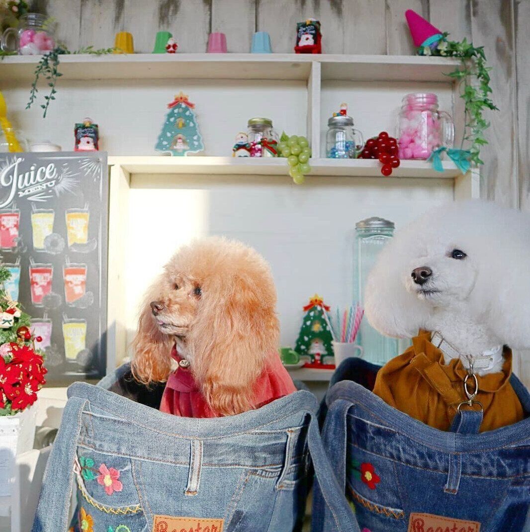 何かを見ているトイプードル