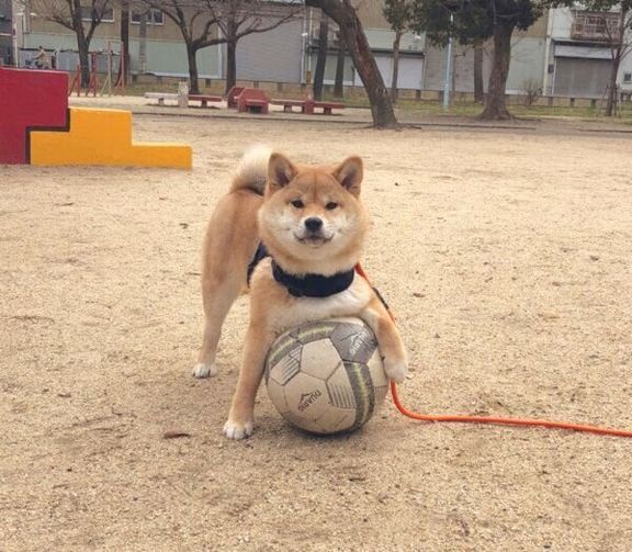 大事そうにボールを抱えるタツノコ姫ちゃん