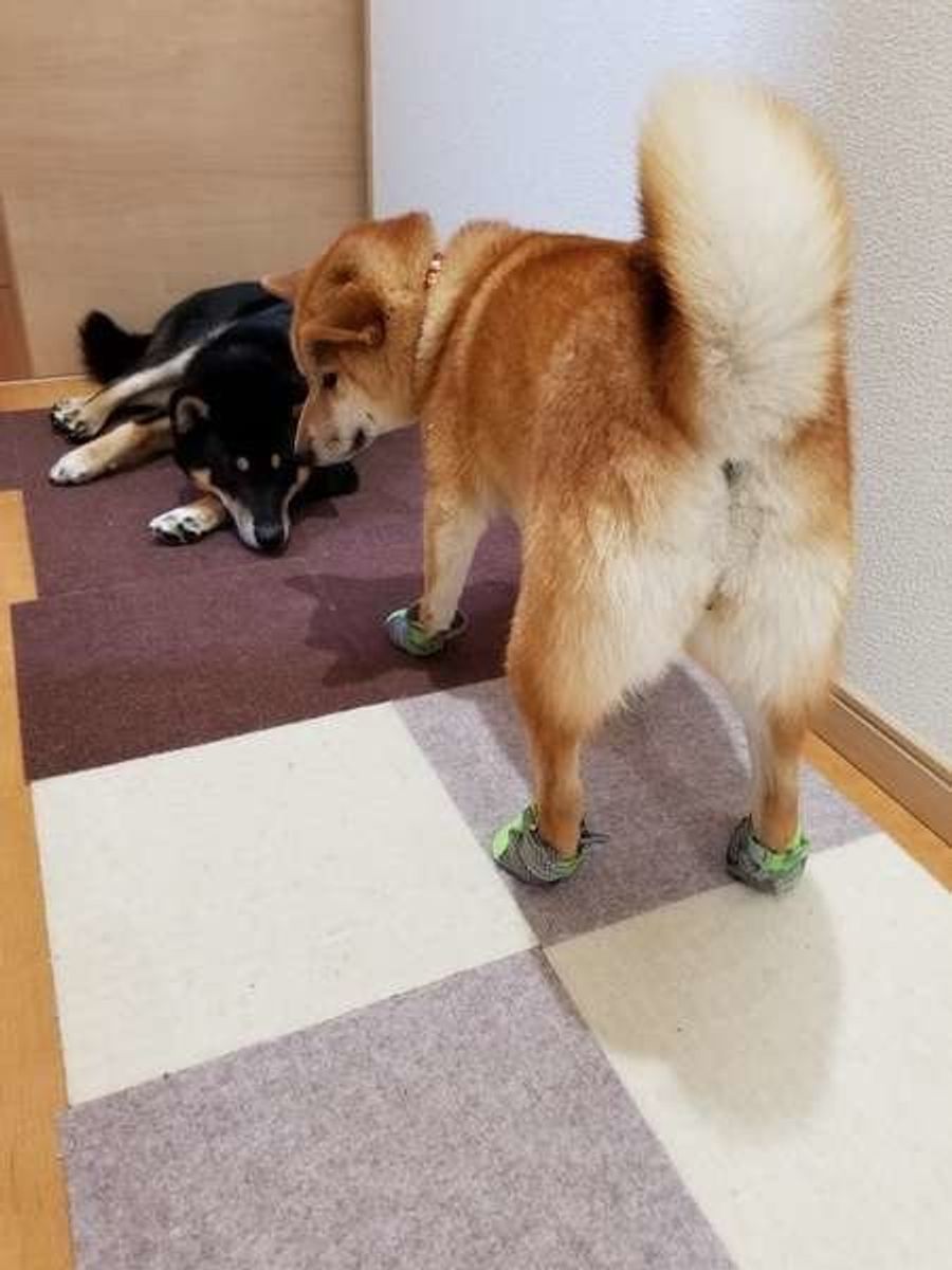 犬が足を引きずる カクっとなる ナックリング とは いぬのきもちweb Magazine 犬が足を引きずる カクっとなる ナックリング とは いぬのきもちweb Magazine