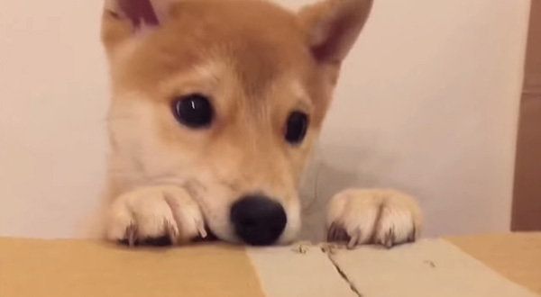 柴犬のこてつくん