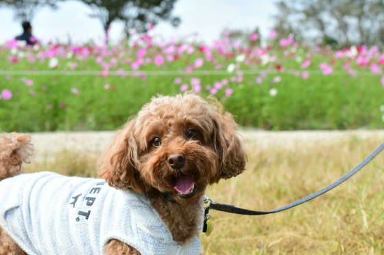 笑顔のトイプーちゃん