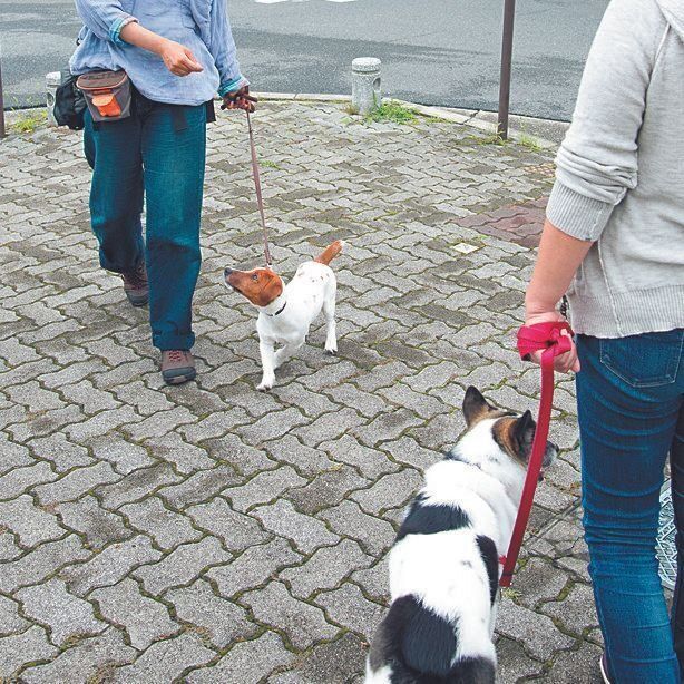 ほかの犬と吠えないですれ違える