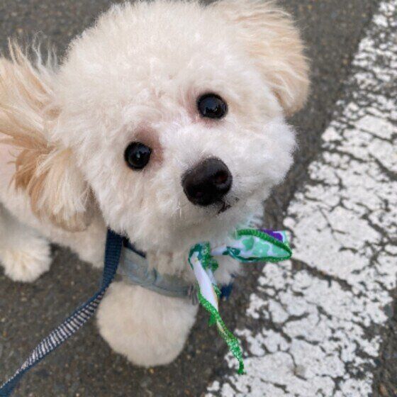 トイ・プードルのおもちくん