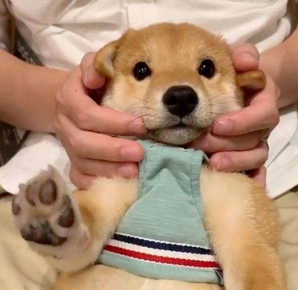 手をあげる豆柴