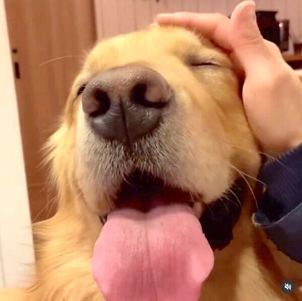 ナデナデを堪能するモッシュくん