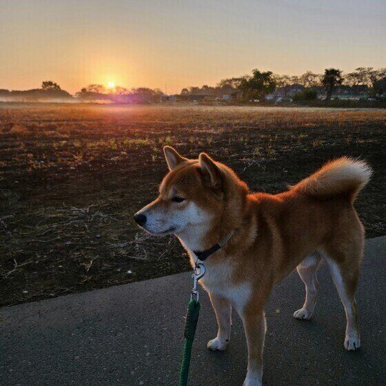 柴のコタロウくん
