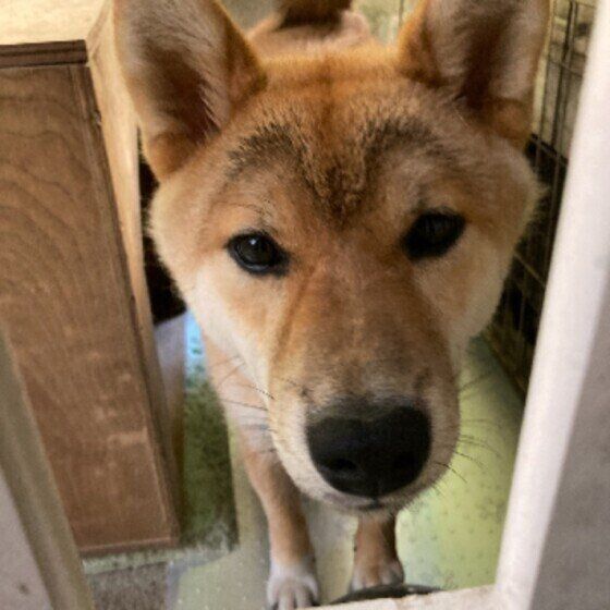 カモメ眉の柴犬