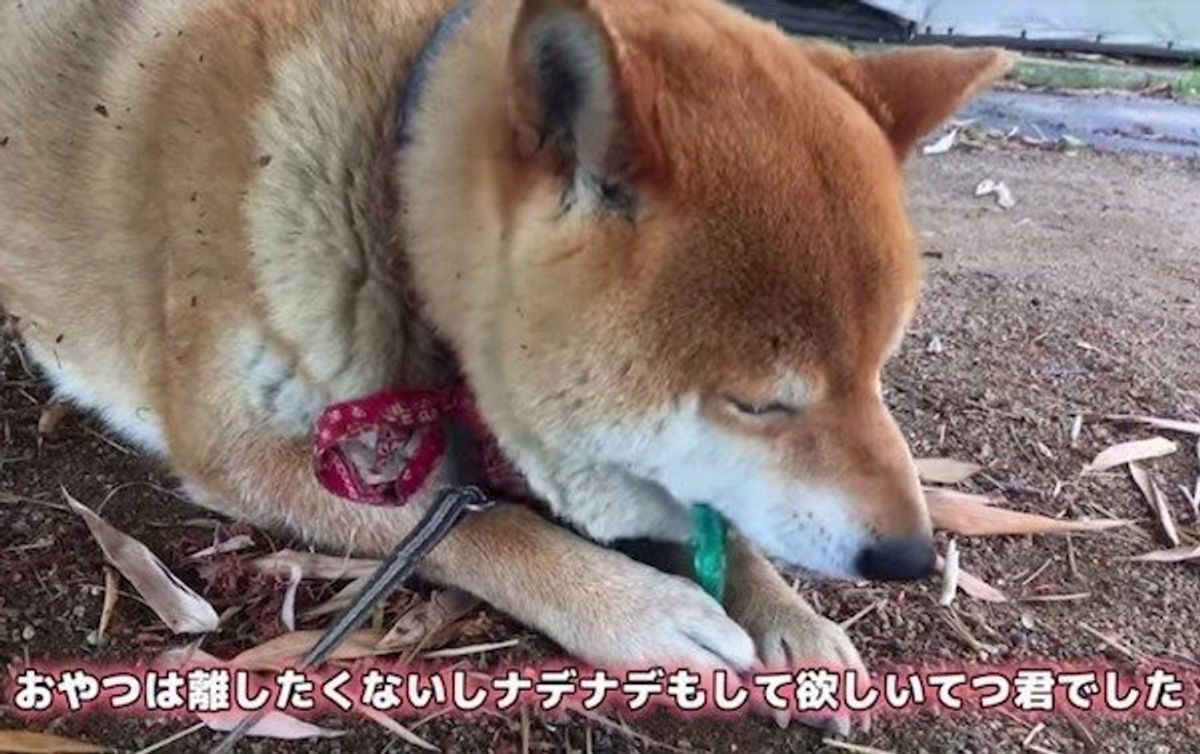 おやつも食べたいし ナデナデもしてほしい ワンコが葛藤する姿にキュン いぬのきもちweb Magazine おやつも食べたいし ナデナデもしてほしい ワンコが葛藤する姿にキュン いぬのきもちweb Magazine