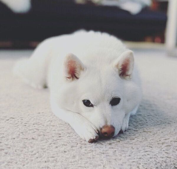 フセをする雪ちゃん