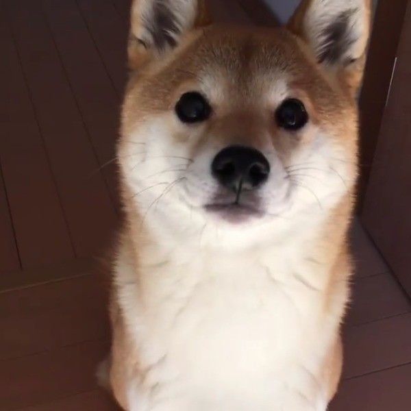 柴犬
