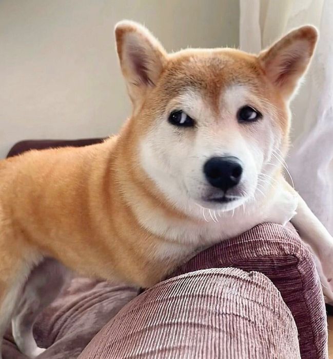 家族の会話を聞くももちゃん