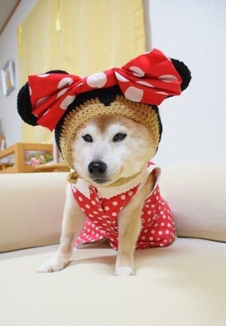 犬たちのコスプレ体験が楽しすぎる 柴犬かぼすちゃんのイベントレポ ト いぬのきもちweb Magazine 犬たちのコスプレ体験が楽しすぎる 柴犬かぼすちゃんのイベントレポ ト いぬのきもちweb Magazine