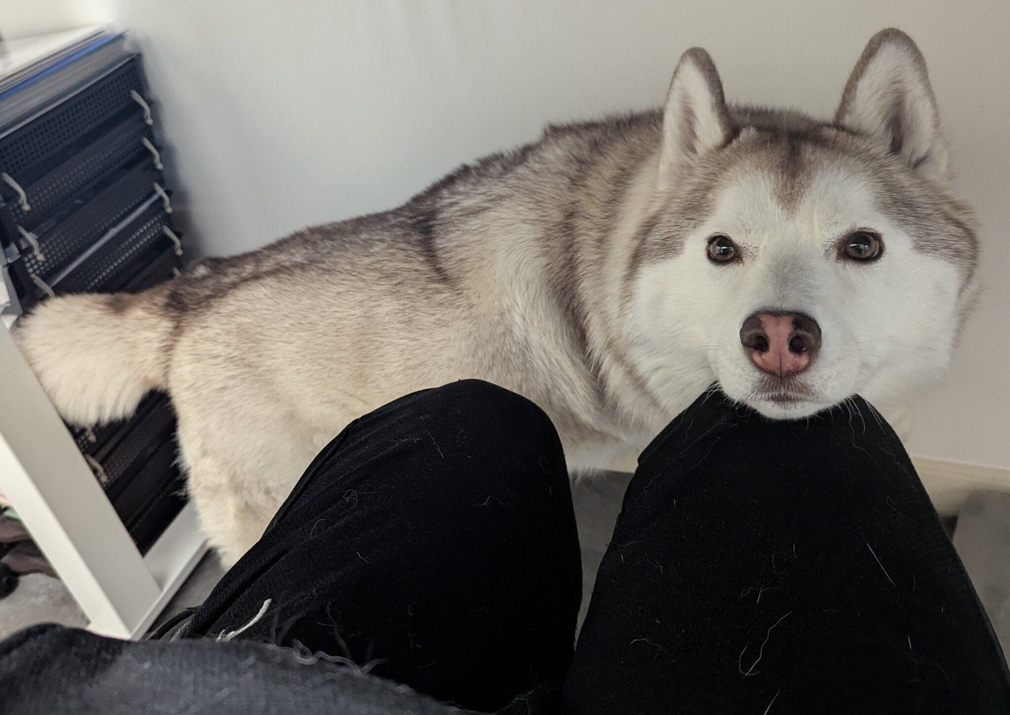 あご乗せで甘えるおもちちゃん