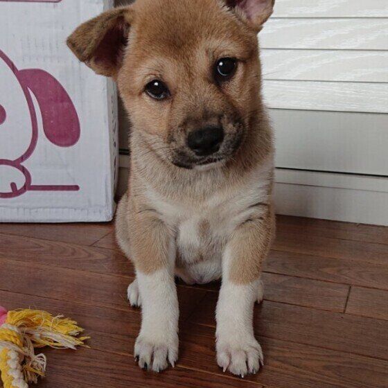 これって座り方のクセ？注意するべき犬の座り方とは いぬのきもち