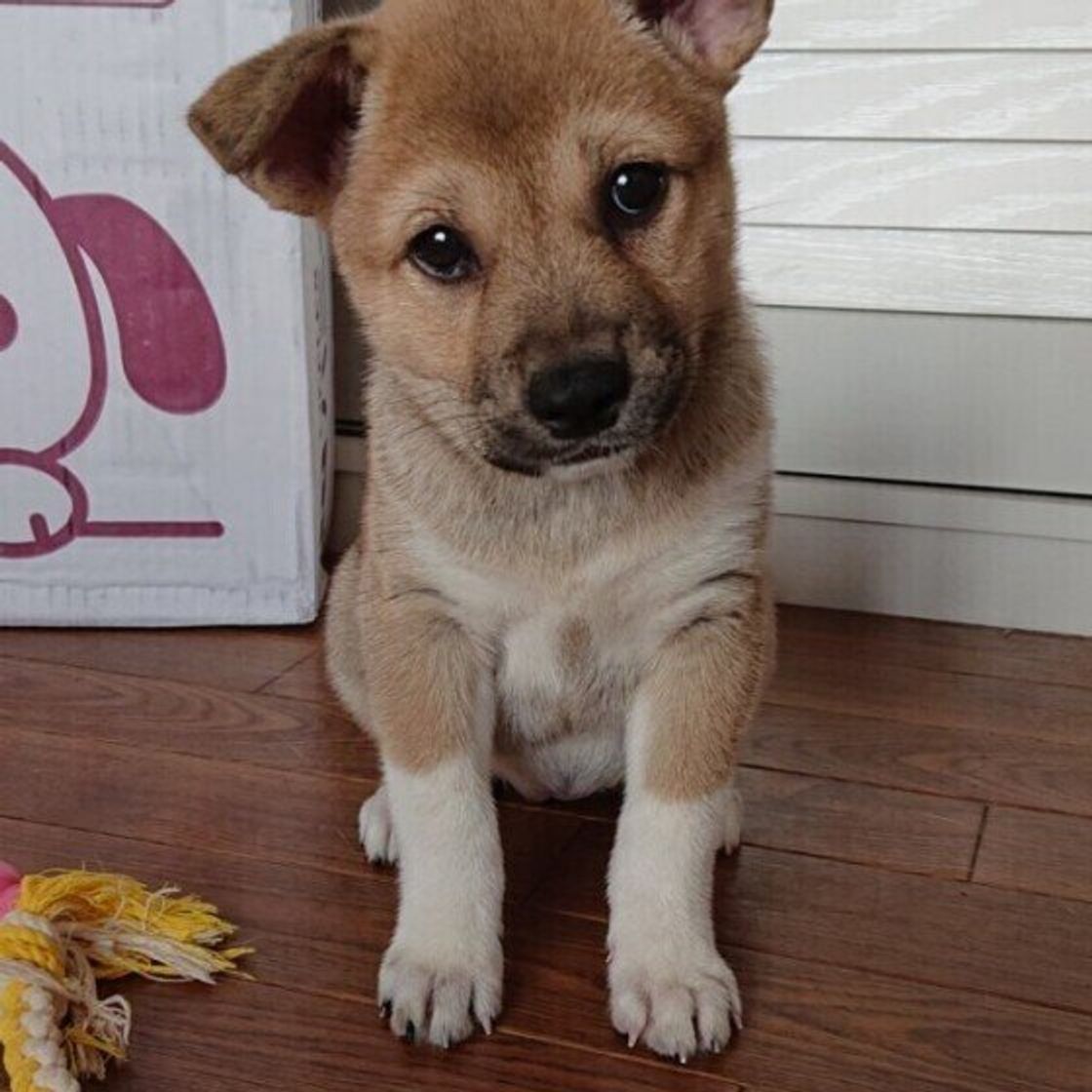 犬の お姉さん座り これって座り方のクセ 注意するべき犬の座り方とは いぬのきもちweb Magazine 犬の お姉さん座り これって座り方のクセ 注意するべき犬の座り方とは いぬのきもちweb Magazine